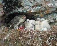 Gyr Falcon (Falco rusticolus)