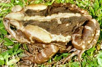 : Bufo ictericus
