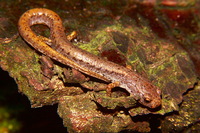 : Hemidactylium scutatum; Four-toed Salamander