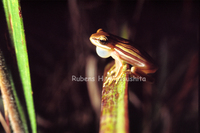 : Hypsiboas buriti