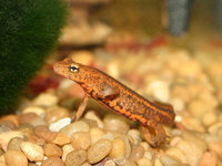 : Paramesotriton caudopunctatus; Spot Tailed Warty Newt