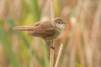 : Acrocephalus scirpaceus; Reed Warbler