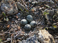 : Charadrius vociferus; Killdeer