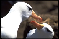 : Diomedea melanophris; Black-browed Albatross