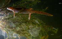 : Salamandrella keyserlingii; Siberian Salamander