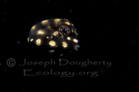 : Lactophrys triqueter; Trunkfish (juvenile)