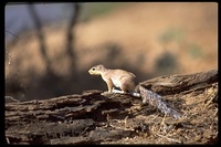 : Xerus rutilus; African Ground Squirrel