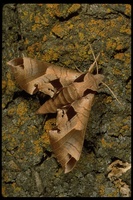 : Eumorpha achemon; Hawk Moth, Achemon Sphinx