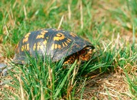 : Terrapene carolina carolina; Eastern Box Turtle