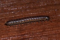 : Tubaphe levii; Millipede