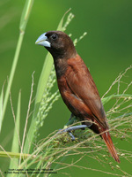 Chesnut Munia Scientific name: Lonchura malacca