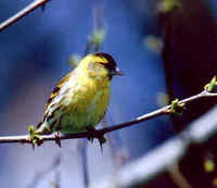 Eurasian Siskin