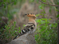 Eurasian Hoopoe  (Iain Campbell)