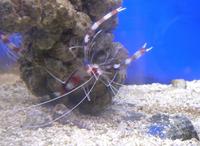 Stenopus hispidus - Banded Boxer Shrimp