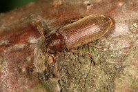 Oligomerus brunneus