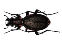 Carabus irregularis irregularis