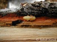 Pyrrhidium sanguineum