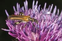 Oedemera femorata