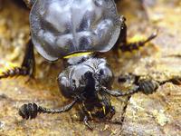 Nicrophorus vespilloides