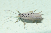 Yponomeuta evonymella - Bird-cherry Ermine