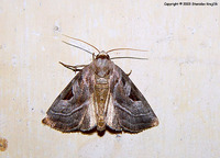 Eucarta virgo