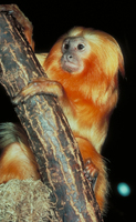 Golden lion tamarin (Leontopithecus rosalia)