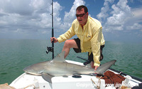 Carcharhinus leucas, Bull shark: fisheries, gamefish, aquarium