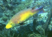 Bodianus rufus, Spanish hogfish: fisheries, aquarium