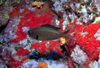 Chromis multilineata, Brown chromis: fisheries, aquarium