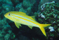 Mulloidichthys dentatus, Mexican goatfish:
