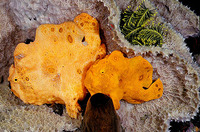 Antennarius pictus, Painted frogfish: