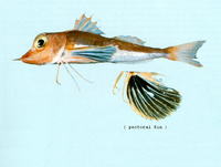 Pterygotrigla leptacanthus, Black-finned gurnard: