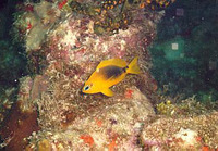Hypoplectrus guttavarius, Shy hamlet: aquarium