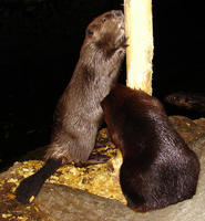 Image of: Castor canadensis (American beaver)