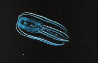 Bolinopsis infundibulum