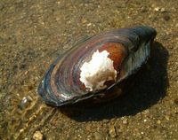 Anodonta anatina