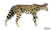 Image of: Leptailurus serval (serval)