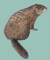 Image of: Marmota monax (woodchuck)