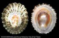 Patella piperata