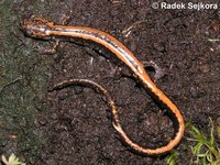 Chioglossa lusitanica - Golden-Striped Salamander