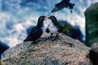 Cyclorrhynchus psittacula - Parakeet Auklet