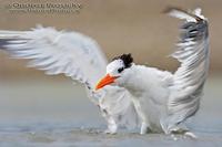 Sterna maxima - Royal Tern