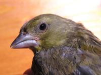 Carduelis chloris aurantiiventris