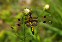 Image of: Celithemis elisa