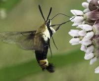 Image of: Hemaris diffinis (snowberry clearwing)