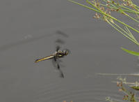 Image of: Libellula pulchella