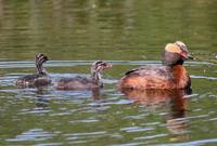 Podiceps auritus - Slavonian Grebe