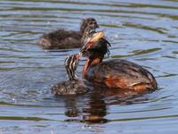 Podiceps auritus - Slavonian Grebe