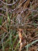 Image of: Argiope (argiopes)