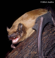Nyctalus noctula - Noctule